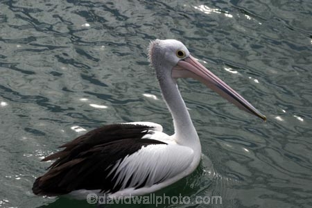 pelicans;pelican;sydney;australia;harbor;harbours;harbors;harbour;bill;bills;feather;feathers;aquatic;water;bird;birds;unusual;australian-;pelecanus-;pelecanus-conspicillatus
