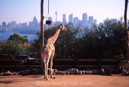 Giraffe;Taronga;Zoo;Sydney;Australia;office;offices;skyscraper;skyscrapers;tower;towers;tall;giraffes;Giraffa-camelopardalis