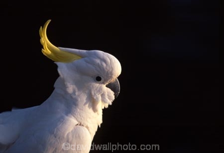sulphur;sulpher;sulfer;sulfur;crested;cockatoo;australia;australian;sydney;wildlife;animal;bird;birds;feather;feathers;beak;indigenous;native;endemic