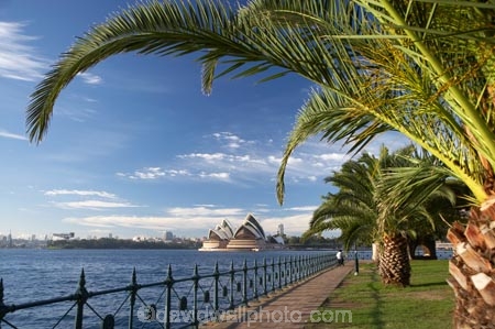 architectural;architecture;Australasia;Australia;Bennelong-Point;harbors;harbours;icon;iconic;icons;Kirribilli;landmark;landmarks;Milsons-Point;N.S.W.;New-South-Wales;NSW;Opera-House;palm-tree;palm-trees;Sydney;Sydney-Harbor;Sydney-Harbour;Sydney-Opera-House