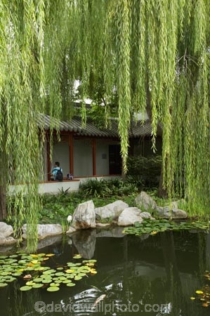 Australasia;Australia;Chinese-Garden;Chinese-Gardens;Darling-Harbour;garden;gardens;N.S.W.;New-South-Wales;NSW;pond;ponds;pool;pools;Sydney;water;willow;willow-tree;willow-trees;willows