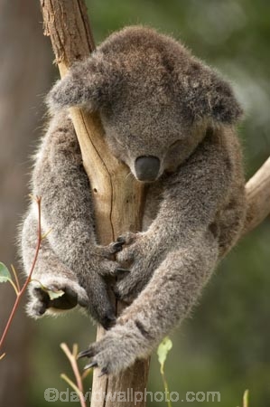Animal;Animals;Australasia;Australia;australian;climb;climbs;Close-up;Close_up;eucalyptus;face;fur;furry;gum-tree;Koala;Koalas;Mammal;Mammals;Marsupial;Marsupials;N.S.W.;Nature;New-South-Wales;NSW;Oceania;Phascolarctos;Phascolarctos-cinereus;sleep;sleepy;Sydney;Taronga-Zoo;tree;trees;Wild;Wildlife;zoo;Zoology
