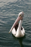 pelicans;pelican;sydney;australia;harbor;harbours;harbors;harbour;bill;bills;feather;feathers;aquatic;water;bird;birds;unusual;australian-;pelecanus-;pelecanus-conspicillatus