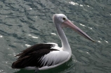 pelicans;pelican;sydney;australia;harbor;harbours;harbors;harbour;bill;bills;feather;feathers;aquatic;water;bird;birds;unusual;australian-;pelecanus-;pelecanus-conspicillatus