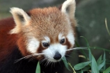 Red-Panda;Taronga;Zoo;Sydney;Australia;Red;Panda;wildlife;Ailurus-fulgens;Bear_cat;Bright-Panda;Cat_bear;Common-Panda;Fire-Fox;Lesser-Panda;Nigalya-Ponya;Panda-Chico;Panda-�clatant;Panda-Rojo;Petit-Panda;Poonya;Red-Cat_bear;Sankam;Thokya;Wah;Wokdonka;Woker;Ye