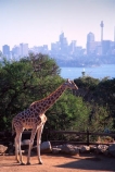 Giraffe;Taronga;Zoo;Sydney;Australia;office;offices;skyscraper;skyscrapers;tower;towers;tall;giraffes;Giraffa-camelopardalis