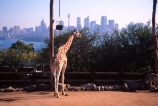 Giraffe;Taronga;Zoo;Sydney;Australia;office;offices;skyscraper;skyscrapers;tower;towers;tall;giraffes;Giraffa-camelopardalis