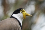 Animal;animals;Australasia;Australia;avian;Beak;bird;bird-watching;bird_watching;birds;eco-tourism;eco_tourism;ecotourism;Fauna;Feather;flight;fly;flying;lapwing;lapwings;Masked-Lapwing;N.S.W.;Natural;Nature;New-South-Wales;NSW;Ornithology;plover;plovers;Spur_winged-Plover;Sydney;Taronga-Zoo;Vanellus-miles;wild;Wildlife;Wing
