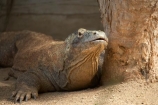 animal;Australasia;Australia;Komodo-Dragon;lizard;lizards;N.S.W.;New-South-Wales;NSW;ora;reptile;reptiles;Sydney;Varanus-komodoensis;wildlife