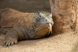 animal;Australasia;Australia;Komodo-Dragon;lizard;lizards;N.S.W.;New-South-Wales;NSW;ora;reptile;reptiles;Sydney;Varanus-komodoensis;wildlife
