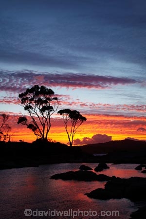 Australasian;Australia;Australian;Bay-of-Fires;Binalong-Bay;cloud;clouds;coast;coastal;coastline;coastlines;coasts;dusk;East-Tasmania;Eastern-Tasmania;eucalypt;eucalypts;eucalyptus;eucalytis;evening;foreshore;gum;gum-tree;gum-trees;gums;inlet;Island-of-Tasmania;nightfall;ocean;orange;sea;shore;shoreline;shorelines;shores;sky;slies;State-of-Tasmania;sunset;sunsets;Tas;Tasmania;tree;trees;twilight;water
