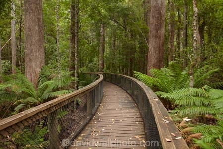 Australasian;Australia;Australian;beautiful;beauty;bush;endemic;fern;ferns;forest;forests;frond;fronds;green;Hastings-Caves-State-Reserve;Island-of-Tasmania;lush;native;native-bush;natural;nature;scene;scenic;State-of-Tasmania;Tas;Tasmania;tree;trees;wood;woods