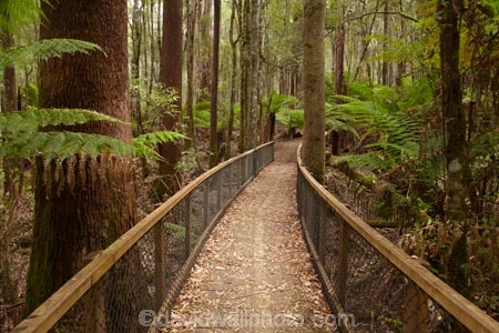 Australasian;Australia;Australian;beautiful;beauty;bush;Derwent-Valley;endemic;Eucalyptus-Forest;forest;forests;green;Island-of-Tasmania;Mount-Field-N.P.;Mount-Field-National-Park;Mount-Field-NP;Mt-Field-N.P.;Mt-Field-National-Park;Mt-Field-NP;native;native-bush;natural;nature;scene;scenic;State-of-Tasmania;Tall-Trees-Loop;Tall-Trees-Track;Tall-Trees-Walk;Tall-Trees-Walking-Track;Tas;Tasmania;tree;trees;wood;woods