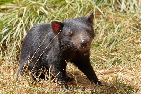 animal;animals;Australasian;Australia;Australian;carnivorous;carnivorous-marsupial;carnivorous-marsupials;Dasyuridae;Island-of-Tasmania;mammal;mammals;marsupial;marsupials;Sarcophilus;Sarcophilus-harrisii;Southern-Tasmania;State-of-Tasmania;Tas;Tasman-Peninsula;Tasmania;Tasmanian-Devil;Tasmanian-Devil-Conservation-Park;Tasmanian-Devils;Tassy-Devil;wildlife