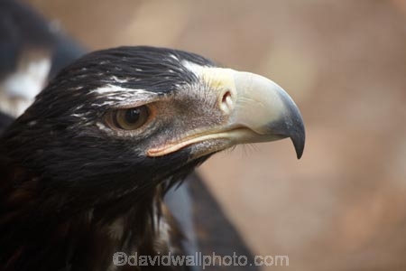 Animal;animals;Aquila-audax;Australasian;Australia;Australian;avian;Beak;bird;bird-watching;bird_watching;birds;eagle;eagles;eco-tourism;eco_tourism;ecotourism;Fauna;Feather;Island-of-Tasmania;Natural;Nature;Ornithology;sharp-beak;Southern-Tasmania;State-of-Tasmania;Tas;Tasman-Peninsula;Tasmania;Tasmanian-Devil-Conservation-Park;Wedge-tailed-Eagle;Wedge_tailed-Eagle;Wedgetailed-Eagle;wild;wildlife