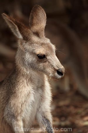 animal;animals;Australasian;Australia;Australian;Eastern-Grey-Kangaroo;Eastern-Grey-Kangaroos;Forester-Kangaroo;Forester-Kangaroos;gray-kangaroo;gray-kangaroos;Great-Grey-Kangaroo;Grey-Kangaroo;Grey-Kangaroos;head;heads;Island-of-Tasmania;kangaroo;kangaroos;Macropodidae;Macropus-giganteus;Macropus-giganteus-tasmaniensis;mammal;mammals;Marsupial;Marsupials;marsupium;Nature;portrait;portraits;pouch;skippy;Southern-Tasmania;State-of-Tasmania;Tas;Tasman-Peninsula;Tasmania;Tasmanian-Devil-Conservation-Park;Wild;Wildlife;Zoology