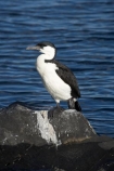 Animal;animals;Australasian;Australia;Australian;avian;bird;bird-watching;bird_watching;birds;Black_faced-Cormorant;Derwent-River;Fauna;Feather;Franklin-Wharf;Hobart;Hobart-Waterfront;Island-of-Tasmania;Natural;Nature;Ornithology;Phalacrocoracidae;Phalacrocorax-fuscescens;River-Derwent;State-of-Tasmania;Sullivans-Cove;Tas;Tasmania;waterfront;wharf;wharfs;wharves;wild;Wildlife;Wing