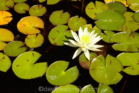 Australasian;Australia;Australian;Cental-Tasmania;historic-farm;historic-farms;Island-of-Tasmania;lilies;lily;lily-flower;lily-flowers;lily-pond;Lily-Pond-and-Flower;lily-ponds;Longford;Midland-Highway;Midlands;State-of-Tasmania;Tas;Tasmania;Woolmers-Estate;Woolmers-Farm;Woolmers-Historic-Estate;Woolmers-Historic-Farm