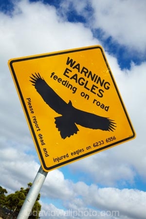 Australasian;Australia;Australian;eagle;eagle-sign;eagle-signs;eagle-warning-sign;eagle-warning-signs;eagles;eagles-feeding-on-road;eagles-sign;eagles-signs;eagles-warning-sign;eagles-warning-signs;Island-of-Tasmania;Northern-Tasmania;road-sign;road-signs;road_sign;road_signs;roads;roadsign;roadsigns;sign;signs;State-of-Tasmania;symbol;symbols;Tas;Tasmania;The-North;warn;warning;warning-sign;warning-signs;wildlife;wildlife-sign;wildlife-signs;wildlife-warning-sign;wildlife-warning-signs;yellow-black;yellow-sign;yellow-signs