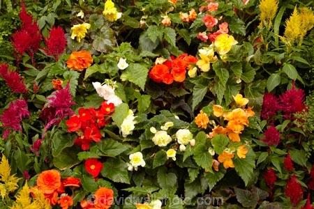Australasian;Australia;Australian;botanic-garden;botanic-gardens;botanical-garden;botanical-gardens;City-Park;conservatories;flower;Flowers;gardens;Island-of-Tasmania;John-Hart-Conservatory;Launceston;North-Tasmania;Northern-Tasmania;State-of-Tasmania;Tas;Tasmania