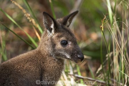 animal;animals;Australasian;Australia;australian;Bennetts-Wallabies;Bennetts-Wallaby;Bennetts-Wallabies;Bennetts-Wallaby;cataract;Cataract-Gorge;Cataract-Gorge-Reserve;esk;gorge;Island-of-Tasmania;launceston;Macropus-rufogriseus;mammal;mammals;marsupial;marsupial-macropod;Marsupials;Nature;North-Tasmania;northern;Northern-Tasmania;o8l3787;portrait;portraits;pouch;Red-Necked-Wallabies;Red-Necked-Wallaby;Red_Necked-Wallabies;Red_Necked-Wallaby;river;skippy;south;Southern-Tasmania;State-of-Tasmania;Tas;tasmania;Wild;wildlife;Zoology