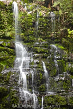 Australasian;Australia;Australian;cascade;cascades;creek;creeks;falls;Franklin-_-Gordon-Wild-Rivers-N.P.;Franklin-_-Gordon-Wild-Rivers-National-Park;Franklin-_-Gordon-Wild-Rivers-NP;Franklin-Gordon-Wild-Rivers-N.P.;Franklin-Gordon-Wild-Rivers-National-Park;Franklin-Gordon-Wild-Rivers-NP;Island-of-Tasmania;natural;nature;Nelson-Falls;scene;scenic;State-of-Tasmania;stream;streams;Tas;Tasmania;Tasmanian-Wilderness-World-Heritage-Area;The-West;water;water-fall;water-falls;waterfall;waterfalls;West-Tasmania;Western-Tasmania;wet;World-Heritage-Area;World-Heritage-Areas;World-Heritage-Site;World-Heritage-Sites