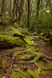 Australasian;Australia;Australian;beautiful;beauty;bush;Cradle-Mountain-_-Lake-St-Clair-National-Park;Cradle-Mt-_-Lake-St-Clair-National-Park;Enchanted-Walk;endemic;forest;forests;green;hiking-track;hiking-tracks;Island-of-Tasmania;lush;moss;mossy;native;native-bush;natural;nature;Pencil-Pine-Track;scene;scenic;State-of-Tasmania;Tas;Tasmania;The-Enchanted-Walk;The-West;tramping-tack;tramping-tracks;tree;trees;verdant;walking-track;walking-tracks;West-Tasmania;Western-Tasmania;wood;woods