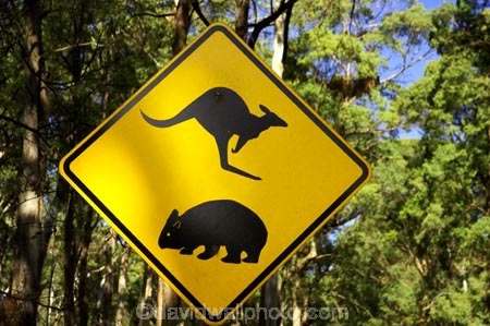 australasia;australia;australian;kangaroo;Kangaroo-Warning-Sign;kangaroos;Lasiorhinus-latrifrons;mount-buffalo-n.p.;mount-buffalo-national-park;mount-buffalo-np;mt-buffalo-n.p.;mt-buffalo-national-park;mt-buffalo-np;mt.-buffalo-n.p.;mt.-buffalo-national-park;mt.-buffalo-np;natural;nature;Road;road-sign;road-signs;road_sign;road_signs;roads;roadsign;roadsigns;sign;signs;symbol;symbols;tranportation;transport;travel;victoria;warn;warning;wildlife;wombat;wombats;yellow-black