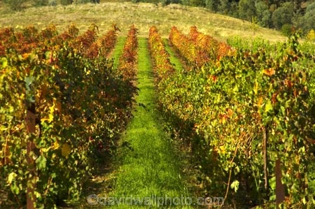 agriculture;australasian;Australia;australian;autuminal;autumn;autumnal;bright;country;countryside;crop;crops;cultivation;fall;farm;farming;farmland;farms;field;fields;gapstead;gapstead-vineyard;gapstead-winery;grape;grapes;grapevine;gricultural;horticulture;myrtleford;porepunkah;row;rows;rural;Victoria;vine;vines;vineyard;vineyards;vintage;wine;wineries;winery;wines