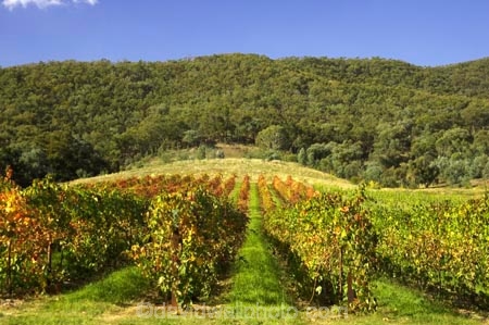 agriculture;australasian;Australia;australian;autuminal;autumn;autumnal;bright;country;countryside;crop;crops;cultivation;fall;farm;farming;farmland;farms;field;fields;gapstead;gapstead-vineyard;gapstead-winery;grape;grapes;grapevine;gricultural;horticulture;myrtleford;porepunkah;row;rows;rural;Victoria;vine;vines;vineyard;vineyards;vintage;wine;wineries;winery;wines