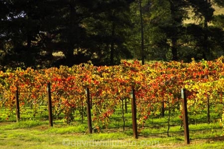 agriculture;australasian;Australia;australian;autuminal;autumn;autumnal;bright;country;countryside;crop;crops;cultivation;fall;farm;farming;farmland;farms;field;fields;gapstead;gapstead-vineyard;gapstead-winery;grape;grapes;grapevine;gricultural;horticulture;myrtleford;porepunkah;row;rows;rural;Victoria;vine;vines;vineyard;vineyards;vintage;wine;wineries;winery;wines