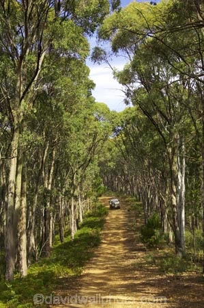 4wd;4wds;4wds;4x4;4x4s;4x4s;australasia;Australia;australian;beautiful;beauty;Bright;bush;countryside;dusty;endemic;eucalypt;eucalypts;eucalyptus;eucalytis;forest;forests;four-by-four;four-by-fours;four-wheel-drive;four-wheel-drives;gravel-road;gravel-roads;green;gum;gum-tree;gum-trees;gums;landcruiser;landcruisers;metal-road;metal-roads;metalled-road;metalled-roads;native;native-bush;natives;natural;nature;road;roads;rural;scene;scenic;suv;suvs;timber;toyota;toyotas;track;tracks;tree;tree-trunk;tree-trunks;trees;trunk;trunks;vehicle;vehicles;victoria;wood;woods