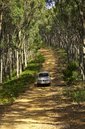 4wd;4wds;4wds;4x4;4x4s;4x4s;australasia;Australia;australian;beautiful;beauty;Bright;bush;countryside;dusty;endemic;eucalypt;eucalypts;eucalyptus;eucalytis;forest;forests;four-by-four;four-by-fours;four-wheel-drive;four-wheel-drives;gravel-road;gravel-roads;green;gum;gum-tree;gum-trees;gums;landcruiser;landcruisers;metal-road;metal-roads;metalled-road;metalled-roads;native;native-bush;natives;natural;nature;road;roads;rural;scene;scenic;suv;suvs;timber;toyota;toyotas;track;tracks;tree;tree-trunk;tree-trunks;trees;trunk;trunks;vehicle;vehicles;victoria;wood;woods