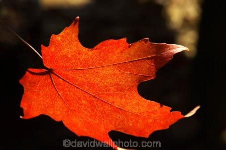 acer;agricultural;agriculture;australasia;australasian;Australia;australian;autuminal;autumn;autumn-colour;autumn-colours;autumnal;autumninal;bright;color;colors;colour;colours;crimson;deciduous;fall;fall-color;fall-colors;foliage;leaf;leaves;maple;maples;red;scarlet;tree;trees;Victoria