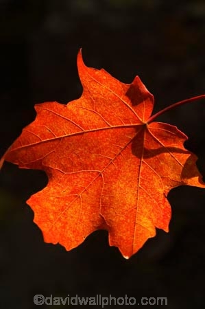 acer;agricultural;agriculture;australasia;australasian;Australia;australian;autuminal;autumn;autumn-colour;autumn-colours;autumnal;autumninal;bright;color;colors;colour;colours;crimson;deciduous;fall;fall-color;fall-colors;foliage;leaf;leaves;maple;maples;red;scarlet;tree;trees;Victoria