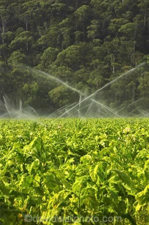 agricultural;agriculture;australasia;australia;australian;baccy;Bright;country;countryside;crop;crops;cultivation;farm;farming;farmland;farms;field;fields;horticulture;irrigate;irrigation;meadow;meadows;nicotiana;paddock;paddocks;pasture;pastures;rural;spray;sprinkler;sprinklers;tobacco;Victoria;water;watering