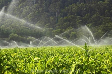 agricultural;agriculture;australasia;australia;australian;baccy;Bright;country;countryside;crop;crops;cultivation;farm;farming;farmland;farms;field;fields;horticulture;irrigate;irrigation;meadow;meadows;nicotiana;paddock;paddocks;pasture;pastures;rural;spray;sprinkler;sprinklers;tobacco;Victoria;water;watering