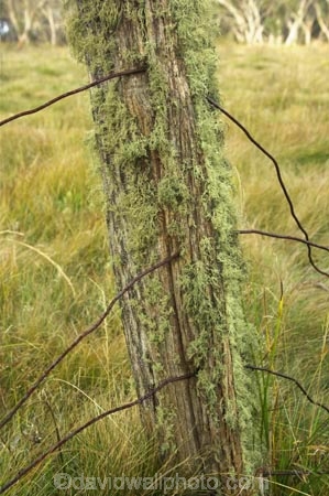 Alpine-National-Park;alps;australasia;australia;australian;australian-alps;broken;Dinner-Plain;fence-post;fence-posts;fencepost;fenceposts;high-country;lichen;Lichen-Covered-Fencepost;lichens;mount-hotham;mountain;mountains;mt-hotham;mt.-hotham;national-parks;old;run-down;victoria;victorian-alps