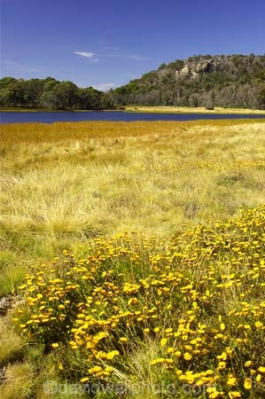 alpine;australasia;australia;australian;australian-alps;lake;lake-catani;lakes;mount-buffalo-n.p.;mount-buffalo-national-park;mount-buffalo-np;mt-buffalo-n.p.;mt-buffalo-national-park;mt-buffalo-np;mt.-buffalo-n.p.;mt.-buffalo-national-park;mt.-buffalo-np;victoria;victorian-alps;wild-flower;wild-flowers;yellow