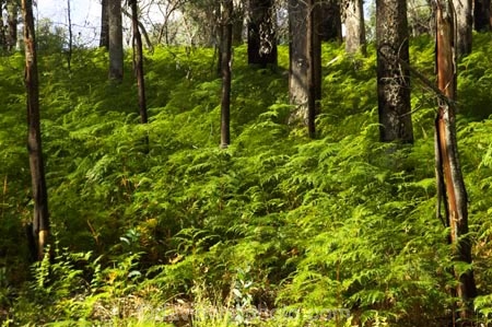australasia;australia;australian;beautiful;beauty;bush;endemic;eucalypt;eucalypts;eucalyptus;eucalytis;fern;ferns;forest;forests;green;gum;gum-tree;gum-trees;gums;lush;mount-buffalo-n.p.;mount-buffalo-national-park;mount-buffalo-np;mt-buffalo-n.p.;mt-buffalo-national-park;mt-buffalo-np;mt.-buffalo-n.p.;mt.-buffalo-national-park;mt.-buffalo-np;native;native-bush;natives;natural;nature;scene;scenic;timber;tree;tree-trunk;tree-trunks;trees;trunk;trunks;verdant;victoria;wood;woods