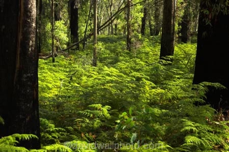 australasia;australia;australian;beautiful;beauty;bush;endemic;eucalypt;eucalypts;eucalyptus;eucalytis;fern;ferns;forest;forests;green;gum;gum-tree;gum-trees;gums;lush;mount-buffalo-n.p.;mount-buffalo-national-park;mount-buffalo-np;mt-buffalo-n.p.;mt-buffalo-national-park;mt-buffalo-np;mt.-buffalo-n.p.;mt.-buffalo-national-park;mt.-buffalo-np;native;native-bush;natives;natural;nature;scene;scenic;timber;tree;tree-trunk;tree-trunks;trees;trunk;trunks;verdant;victoria;wood;woods