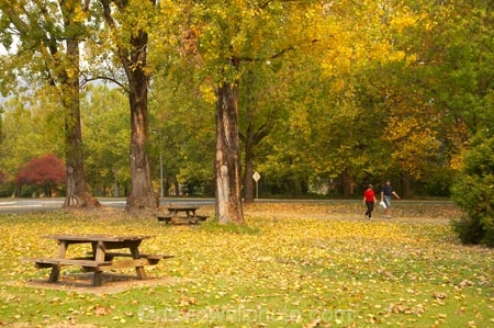 Australia;autuminal;autumn;autumn-colour;autumn-colours;autumnal;color;colors;colour;colours;deciduous;East-Victoria;Eastern-Victoria;fall;leaf;leaves;Mount-Beauty;Mt-Beauty;Mt.-Beauty;picnic-area;picnic-areas;picnic-table;picnic-tables;rest-area;rest-areas;season;seasonal;seasons;tree;trees;VIC;Victoria;yellow