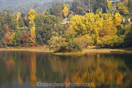 Alpine-N.P.;Alpine-National-Park;Alpine-NP;Australia;autuminal;autumn;autumn-colour;autumn-colours;autumnal;Bogong;Bogong-Village;calm;color;colors;colour;colours;deciduous;East-Victoria;eastern-Victoria;fall;Junction-Dam;lake;Lake-Guy;lakes;leaf;leaves;Mount-Beauty;Mt-Beauty;Mt.-Beauty;placid;quiet;reflection;reflections;season;seasonal;seasons;serene;smooth;still;tranquil;tree;trees;VIC;Victoria;Victorian-Alps;water;yellow