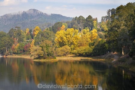 Alpine-N.P.;Alpine-National-Park;Alpine-NP;Australia;autuminal;autumn;autumn-colour;autumn-colours;autumnal;Bogong;Bogong-Village;calm;color;colors;colour;colours;deciduous;East-Victoria;Eastern-Victoria;fall;hill;hills;Junction-Dam;lake;Lake-Guy;lakes;leaf;leaves;Mount-Beauty;Mt-Beauty;Mt.-Beauty;placid;quiet;reflection;reflections;season;seasonal;seasons;serene;smooth;still;tranquil;tree;trees;VIC;Victoria;Victorian-Alps;water;yellow