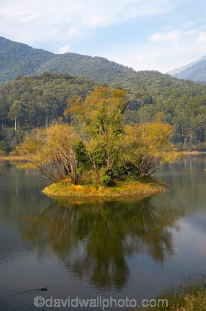 Alpine-N.P.;Alpine-National-Park;Alpine-NP;Australia;autuminal;autumn;autumn-colour;autumn-colours;autumnal;Bogong;Bogong-Village;calm;color;colors;colour;colours;deciduous;East-Victoria;Eastern-Victoria;fall;hill;hills;island;islands;Junction-Dam;lake;Lake-Guy;lakes;leaf;leaves;Mount-Beauty;Mt-Beauty;Mt.-Beauty;placid;quiet;reflection;reflections;season;seasonal;seasons;serene;smooth;still;tranquil;tree;trees;VIC;Victoria;Victorian-Alps;water;yellow