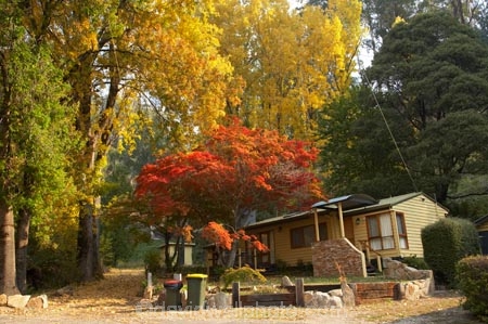 Australia;autuminal;autumn;autumn-colour;autumn-colours;autumnal;bach;baches;Bogong;Bogong-Village;cabin;cabins;color;colors;colour;colours;crib;cribs;deciduous;East-Victoria;Eastern-Victoria;fall;holiday-home;holiday-homes;holiday-house;holiday-houses;leaf;leaves;maple;maples;Mount-Beauty;Mt-Beauty;Mt.-Beauty;season;seasonal;seasons;tree;trees;VIC;Victoria;Victorian-Alps;yellow