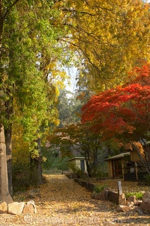 Australia;autuminal;autumn;autumn-colour;autumn-colours;autumnal;Bogong;Bogong-Village;color;colors;colour;colours;deciduous;East-Victoria;Eastern-Victoria;fall;leaf;leaves;Mount-Beauty;Mt-Beauty;Mt.-Beauty;season;seasonal;seasons;tree;trees;VIC;Victoria;Victorian-Alps;yellow