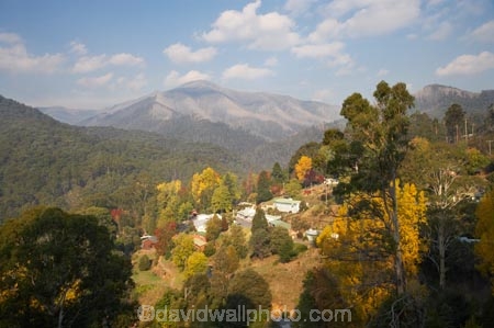 Australia;autuminal;autumn;autumn-colour;autumn-colours;autumnal;Bogong;Bogong-Village;color;colors;colour;colours;deciduous;East-Victoria;Eastern-Victoria;eucalypt;eucalypts;eucalyptus;eucalytis;fall;gum;gum-tree;gum-trees;gums;hill;hills;leaf;leaves;Mount-Beauty;Mt-Beauty;Mt-Spion-Kopje;Mt.-Beauty;season;seasonal;seasons;tree;trees;VIC;Victoria;Victorian-Alps;yellow