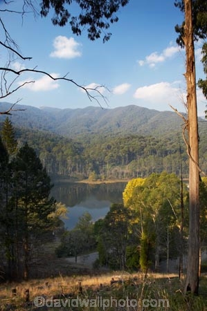 Alpine-N.P.;Alpine-National-Park;Alpine-NP;Australia;Bogong;Bogong-Village;East-Victoria;Eastern-Victoria;eucalypt;eucalypts;eucalyptus;eucalytis;gum;gum-tree;gum-trees;gums;hill;hills;Junction-Dam;lake;Lake-Guy;lakes;Mount-Beauty;Mt-Beauty;Mt.-Beauty;tree;trees;VIC;Victoria;Victorian-Alps