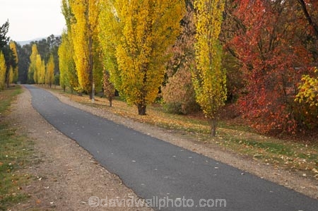 australasia;Australia;australian;autuminal;autumn;autumn-colour;autumn-colours;autumnal;autumninal;avenue;avenues;boulevard;boulevards;Bright;color;colors;colour;colours;cycle-trail;cycle-trails;cycleway;cycleways;deciduous;East-Victoria;Eastern-Victoria;fall;fall-color;fall-colors;foliage;golden;leaf;leaves;Murray-to-the-Mountains-Rail-Trail;poplar;poplar-tree;poplar-trees;poplars;rail-trail;rail-trails;season;seasonal;seasons;tourism;travel;tree;trees;VIC;Victoria;yellow
